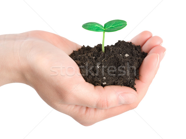 Menselijke handen jonge plant geïsoleerd witte Stockfoto © Givaga