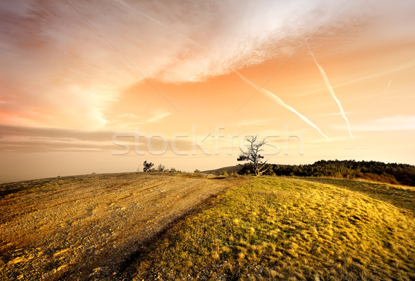 Pink sunset in autumn Stock photo © Givaga