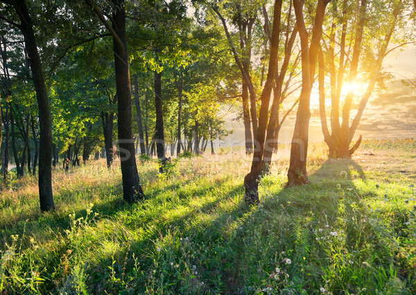 Glade bos bloem zonsopgang wolken voorjaar Stockfoto © Givaga