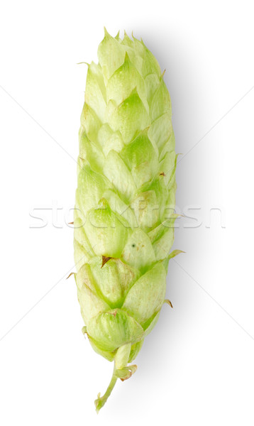 Stock photo: Green hop