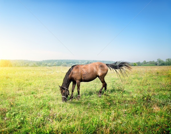 Pferd Wiese sonnig Frühling Morgen Gras Stock foto © Givaga