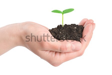 Uman mâini tineri plantă izolat alb Imagine de stoc © Givaga