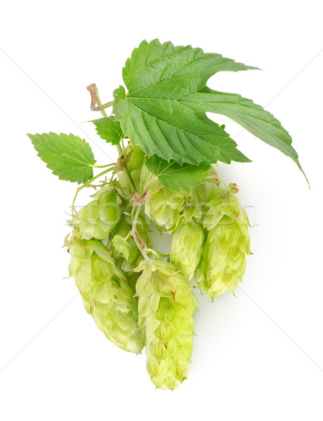 Branch of hops Stock photo © Givaga