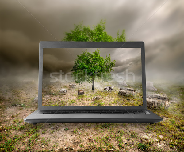 Tree and stumps on the monitor Stock photo © Givaga