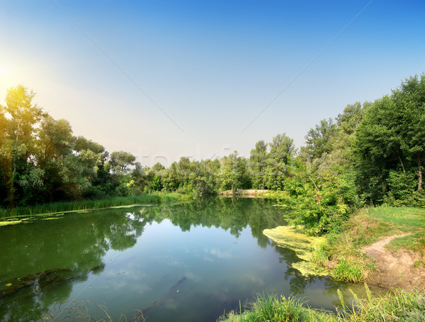 Stock fotó: Higgadt · folyó · erdő · naplemente · fák · nyár