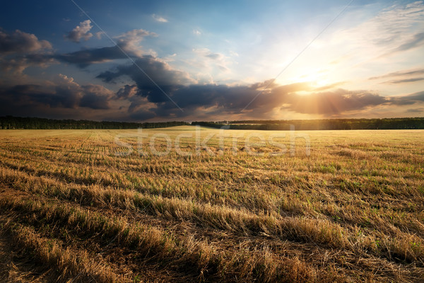 Stock fotó: Napsugarak · mező · felhők · ősz · égbolt · fa