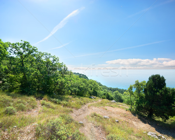 Footpath to the sea through the forest Stock photo © Givaga