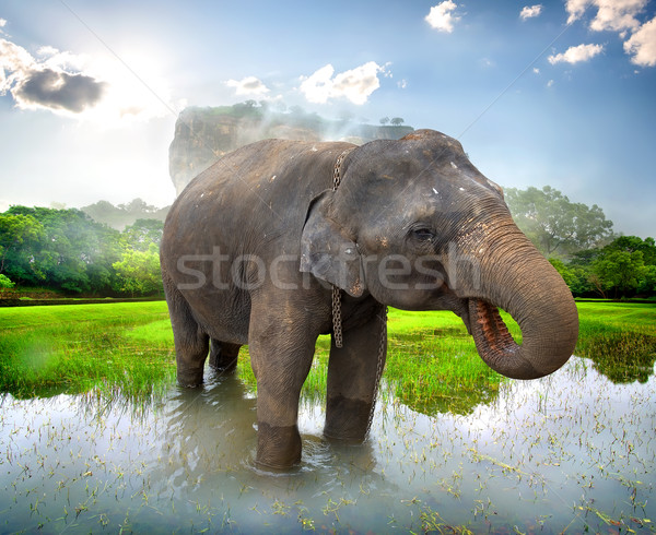 Elephant near Sigiriya Stock photo © Givaga
