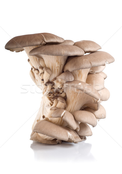 Foto d'archivio: Ostrica · funghi · isolato · bianco