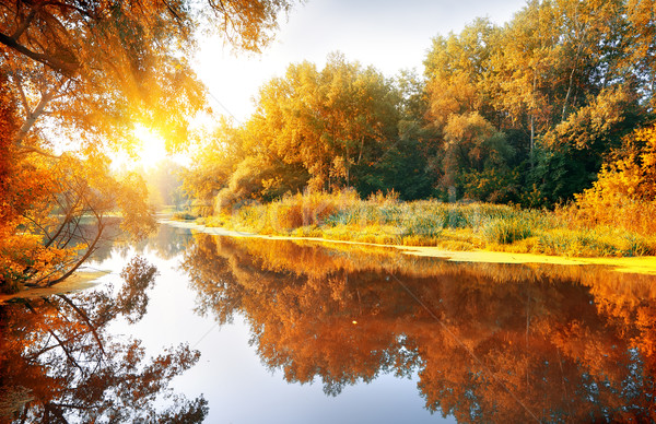 Rivier verrukkelijk najaar bos boom Stockfoto © Givaga