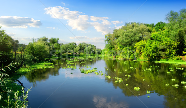 River and summer Stock photo © Givaga