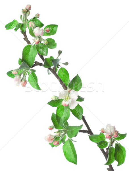 Apfel Zweig Blüte isoliert weiß Stock foto © Givaga