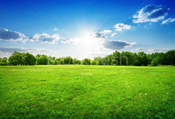 Green grass and trees Stock photo © Givaga