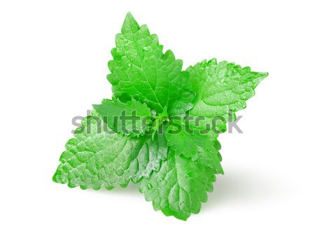 Verde de folhas isolado branco Foto stock © Givaga