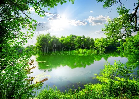 Green forest on river Stock photo © Givaga