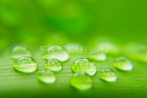 Gotas de agua planta hoja primer plano naturaleza verde Foto stock © gladcov
