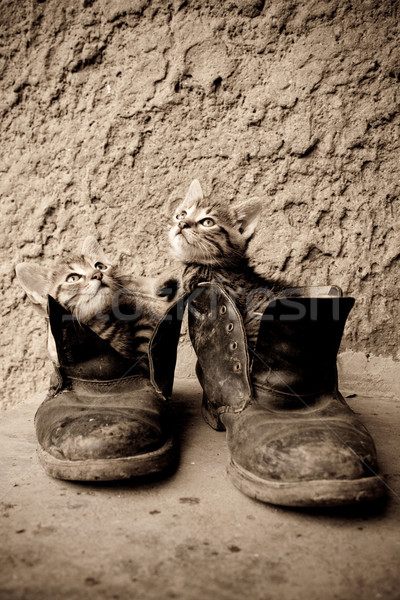 二 小 小貓 坐在 老 靴子 商業照片 © gladcov