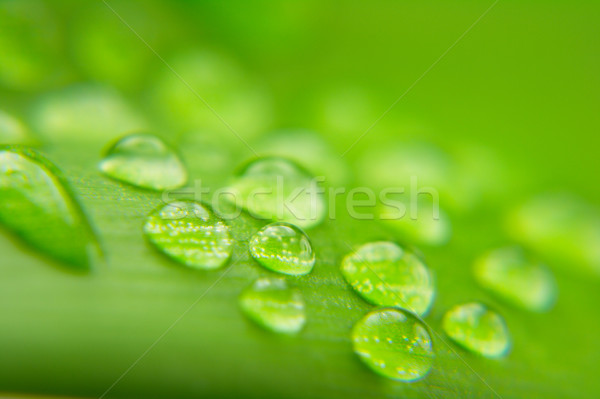 Gotas de agua planta hoja primer plano naturaleza verde Foto stock © gladcov