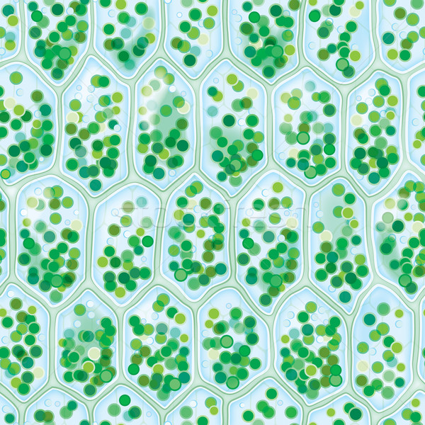 Chlorophyll Cells seamless pattern Stock photo © Glasaigh