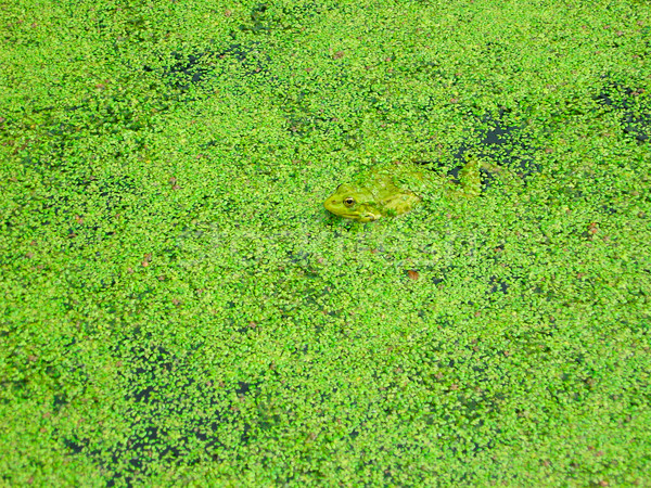 Frog In Duckweed Stock photo © Glasaigh