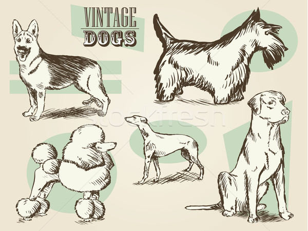 Vintage Dog Etchings Stock photo © gleighly