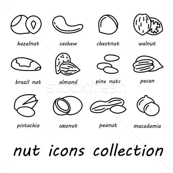 vector nut icons collection Stock photo © glorcza