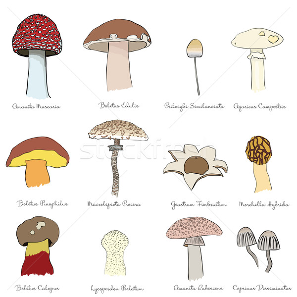 mushrooms Stock photo © glorcza