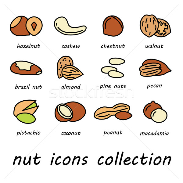 vector nut icons collection Stock photo © glorcza