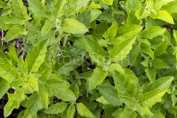 Zielone bazylia pozostawia gotowy smak żywności Zdjęcia stock © Gloszilla