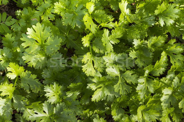 Coriandru crestere fermă alimente frunze alb Imagine de stoc © Gloszilla