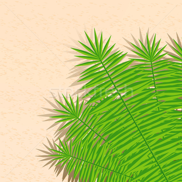 été illustration plage feuilles de palmier vecteur eau [[stock_photo]] © glyph