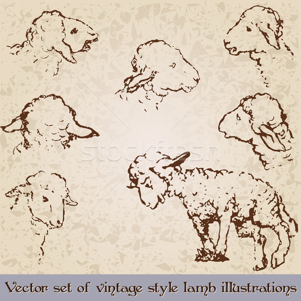 vintage sheep illustration