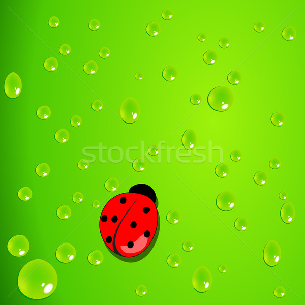 Elegant green background with waterdrops and ladybug Stock photo © glyph
