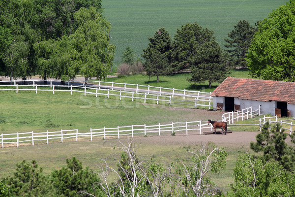 Stock foto: Ackerland · Pferd · Luftbild · Baum · Landschaft · Bereich