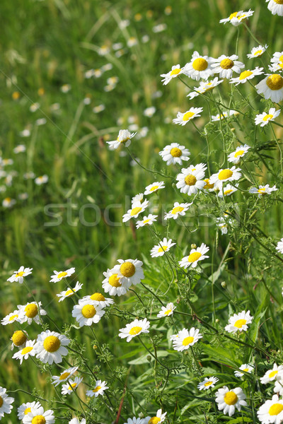 Manzanilla flores silvestres primavera temporada naturaleza verano Foto stock © goce