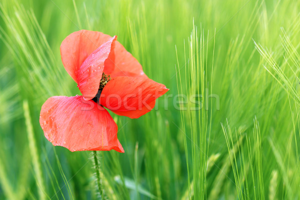 Roua mac floare vară sezon flori Imagine de stoc © goce