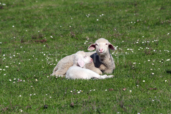 lambs lying on pasture farm scene Stock photo © goce