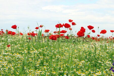 wild flowers landscape spring season Stock photo © goce