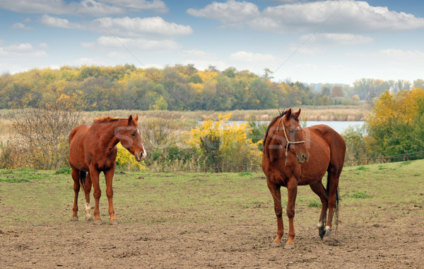 Stock foto: Zwei · braun · Pferd · Weide · Herbstsaison · Gras