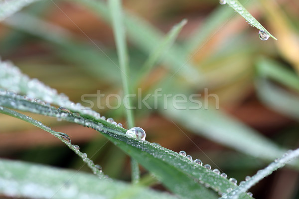 Roua picături iarbă macro abstract verde Imagine de stoc © goce