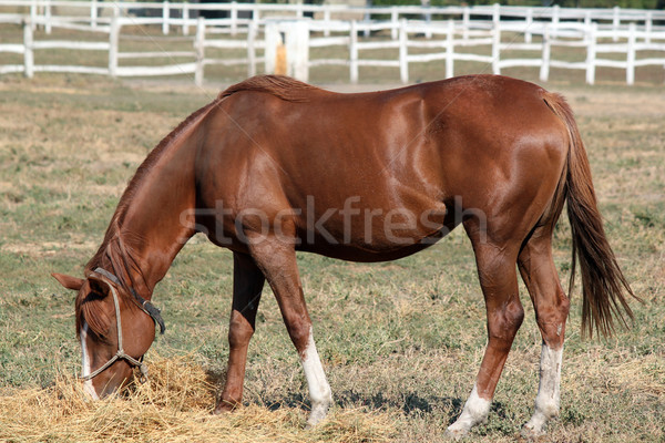 Barna ló eszik ranch jelenet mező Stock fotó © goce
