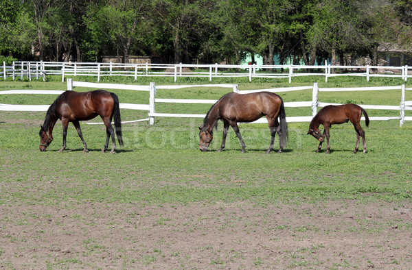 Chevaux poulain ferme nature domaine manger [[stock_photo]] © goce