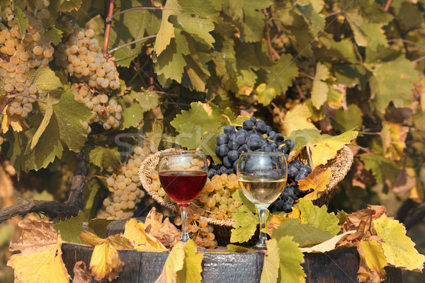 Weinberg rot Weißwein Herbstsaison Blatt Glas Stock foto © goce