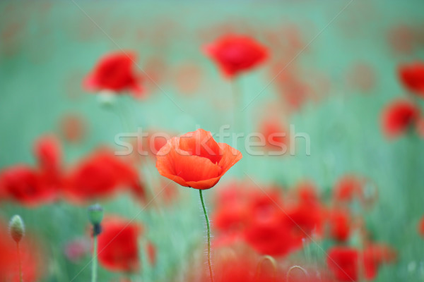 Vermelho papoula flor primavera temporada grama Foto stock © goce