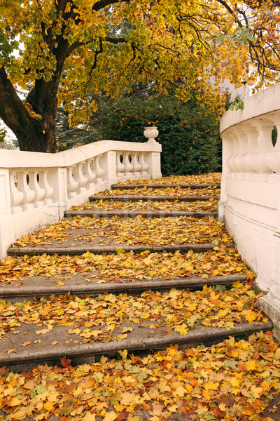 stone staircase and fallen leaves autumn season Stock photo © goce