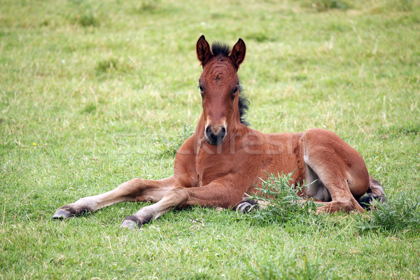 cute brown foal lying on meadow Stock photo © goce