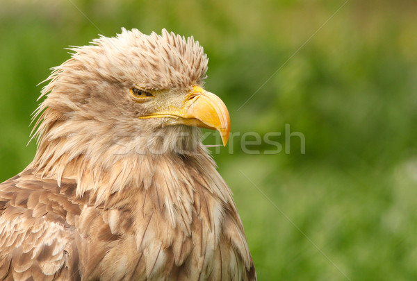 white tailed eagle portrait Stock photo © goce