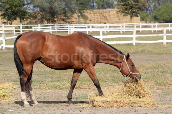 Marrom cavalo comer feno natureza campo Foto stock © goce