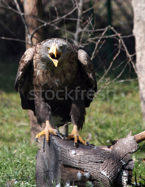 white tailed eagle screaming nature wildlife scene Stock photo © goce