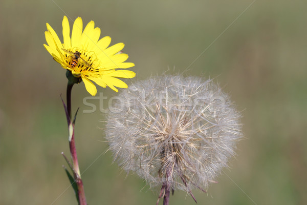 yellow dandelion and bee spring season Stock photo © goce